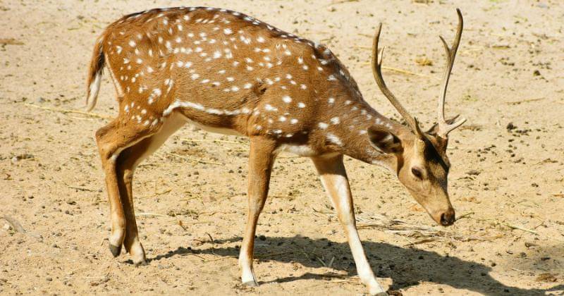 Pexels/LakshmikanthK